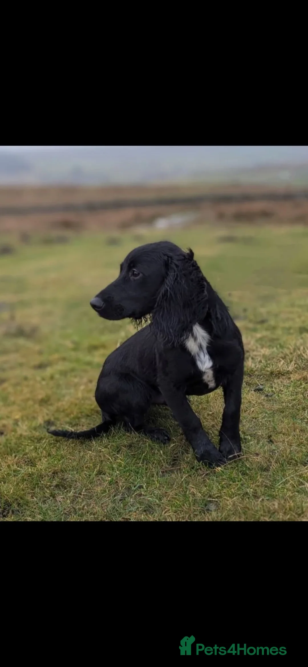 Cocker Spaniel dogs for stud: KC Reg working cocker spaniel STUD - Advert 1