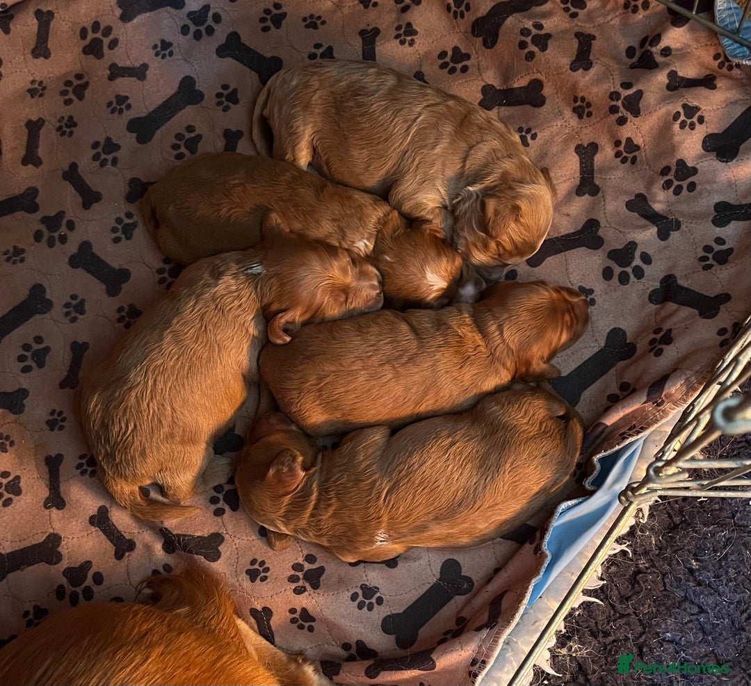 Miniature Poodle dogs for stud: Red, is a gentle, loving, confident lad. - Advert 5