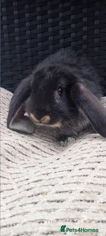 Mixed Breed rabbits for sale - Advert 3