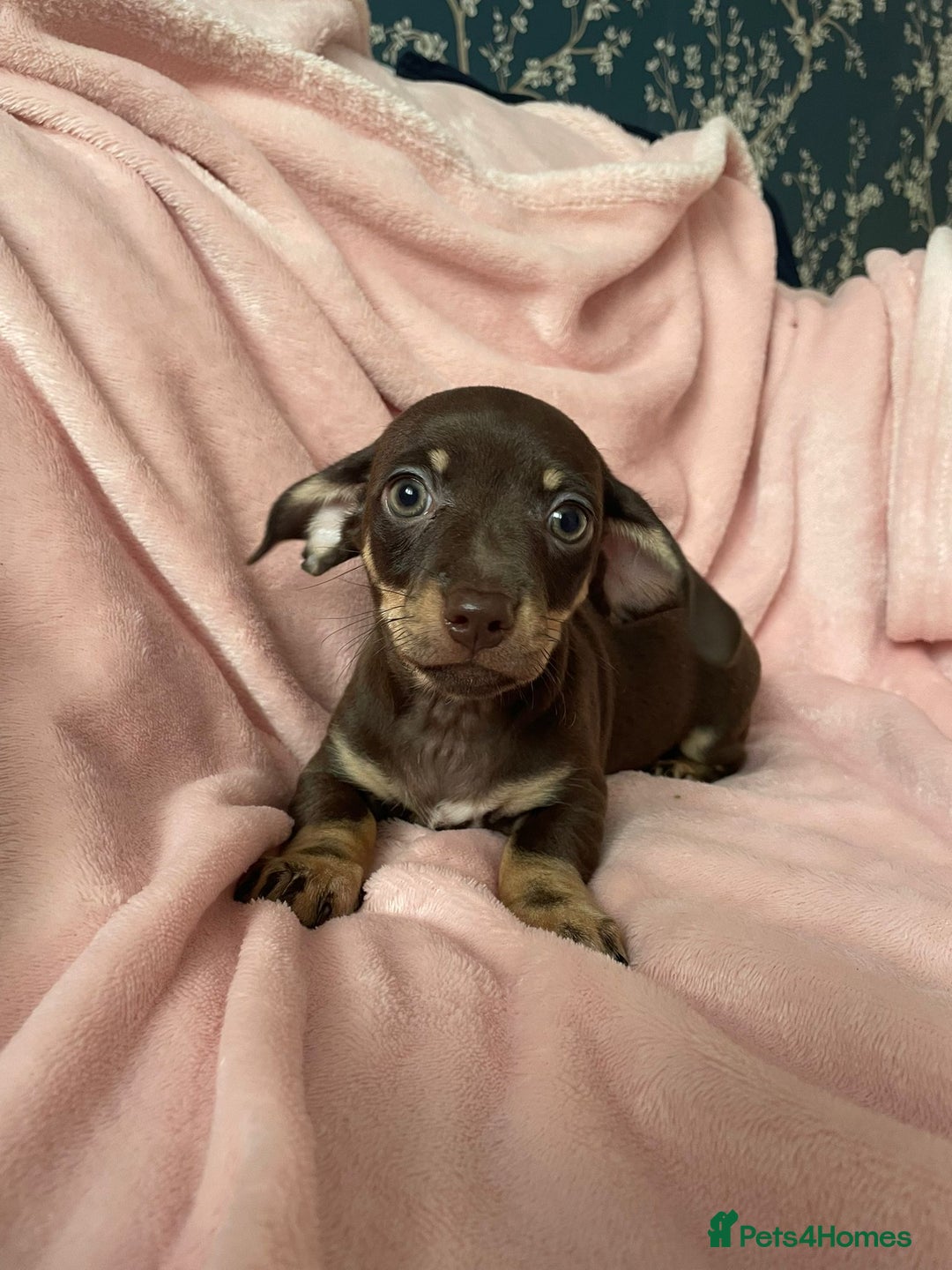 Miniature Dachshund dogs for sale: Beautiful Dachshund X - Image 13