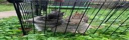 Netherland Dwarf rabbits for sale: LAST 1 LEFT - Gorgeous Netherland Dwarf - Advert 3