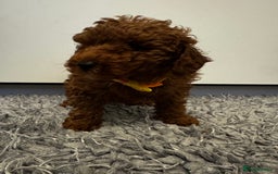 Toy Poodle dogs for sale: Red toy poodle - Advert 3