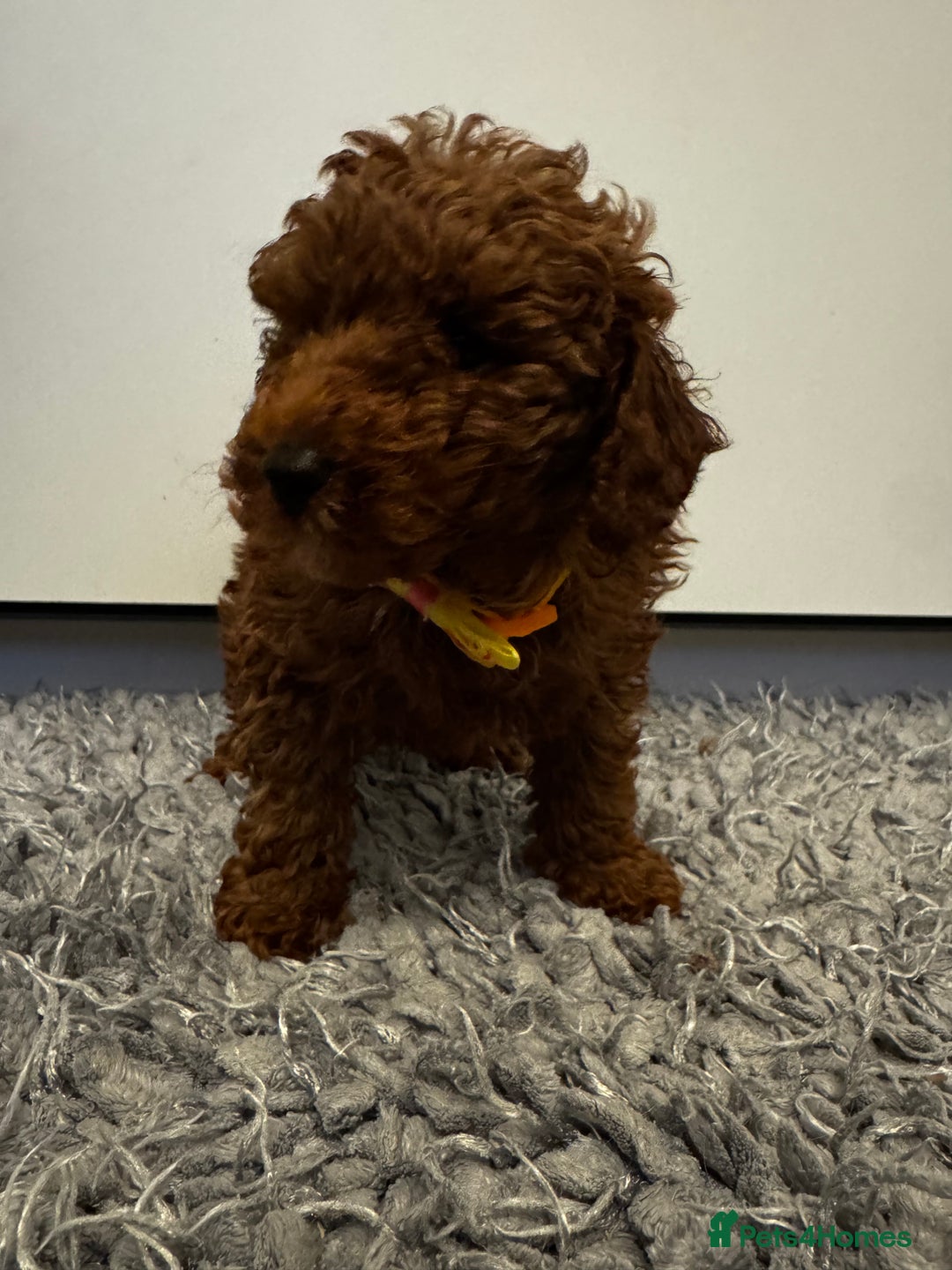 Toy Poodle dogs for sale: Red toy poodle - Advert 3
