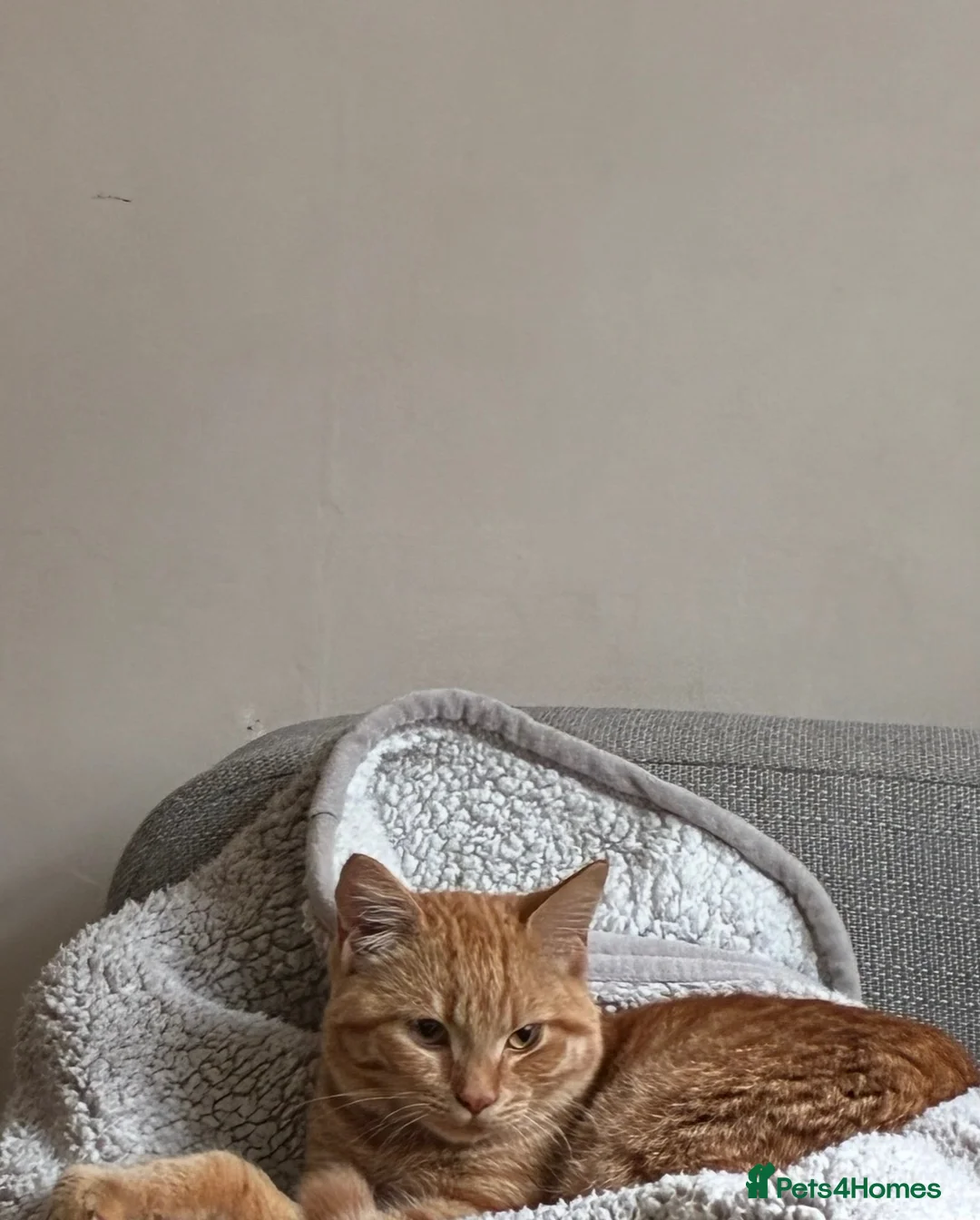 Domestic Shorthair cats for sale: Ginger boy - Advert 2
