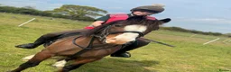 Welsh Section C horses for sale: 13.2hh Welsh Section C Bay Gelding – 8 Years Old  in Great Yarmouth - Advert 5