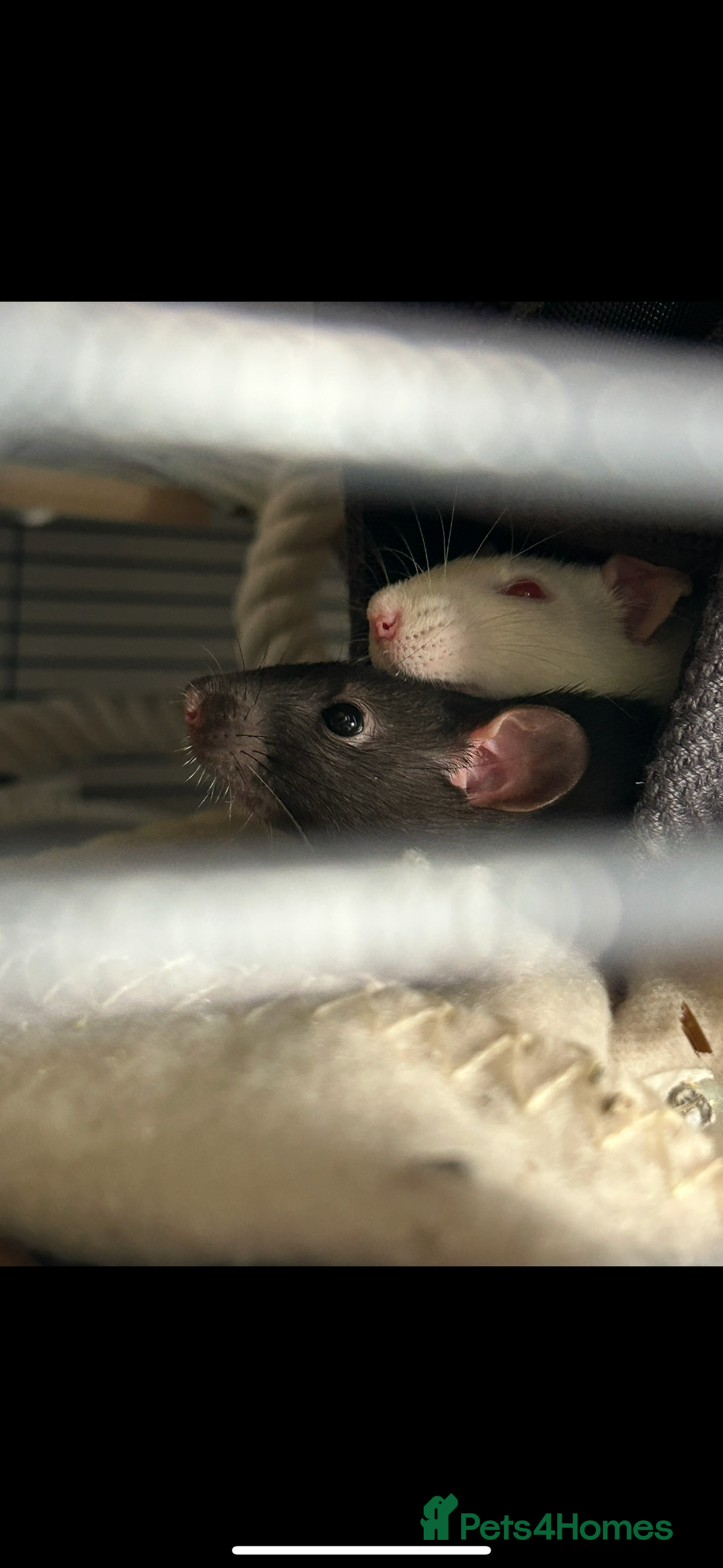Rat rodents for sale: 3 female rats  - Image 6