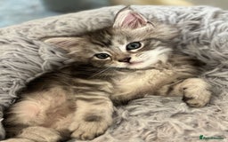 Maine Coon cats for sale: TICA & Council licensed white/black Maine Coons - Image 9