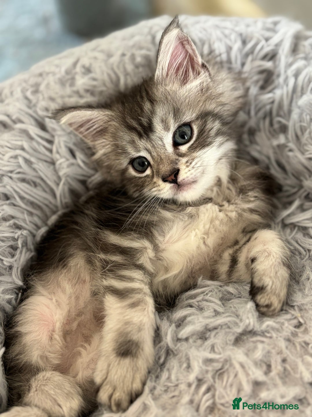 Maine Coon cats for sale: TICA & Council licensed white/black Maine Coons - Image 9