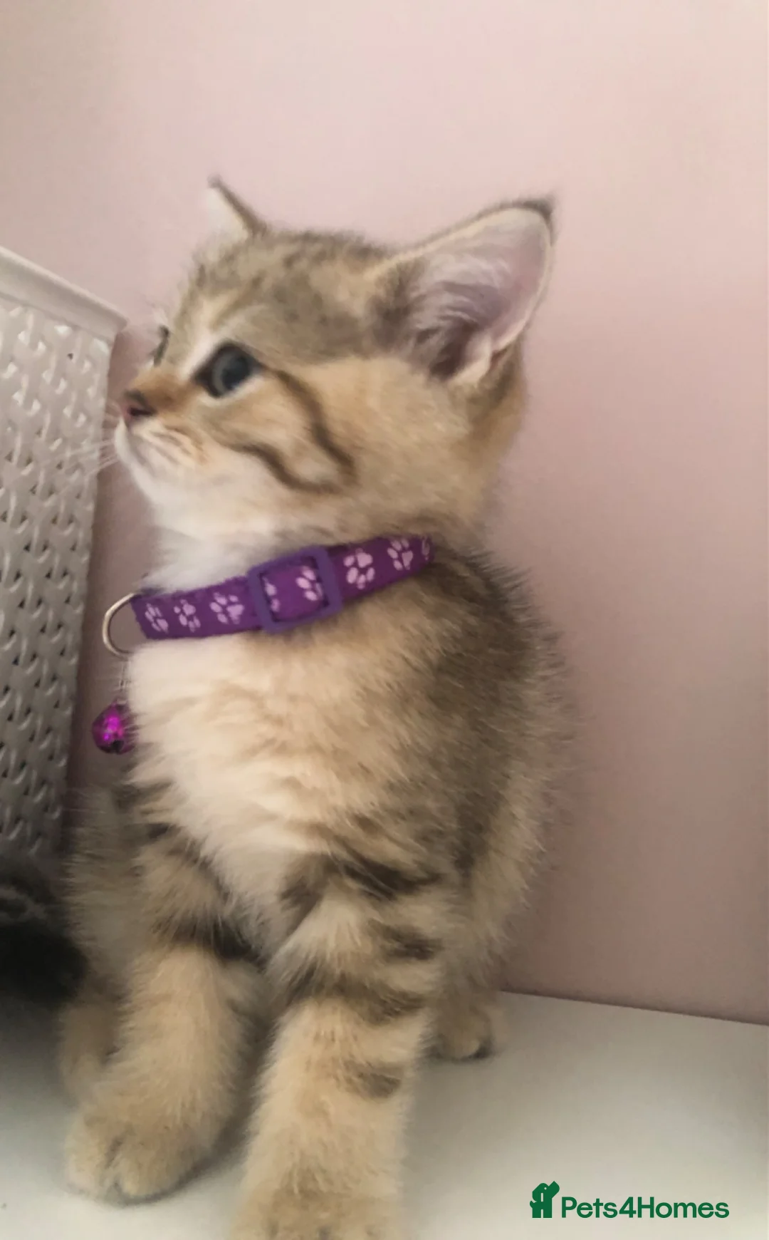 British Shorthair cats for sale: British shorthair kittens  in Rainham - Advert 39