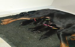 Rottweiler dogs for sale: Chunky big boned rottweilers  - Image 3