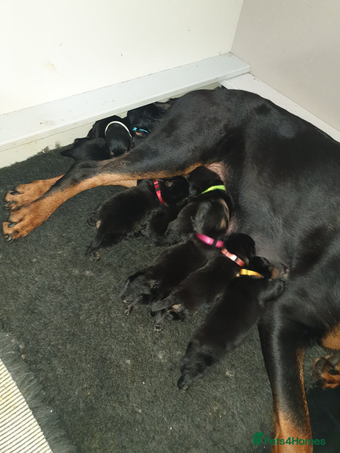 Rottweiler dogs for sale: Chunky big boned rottweilers  - Image 3