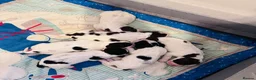 English Springer Spaniel dogs for sale: English springer spaniel puppies - Advert 20