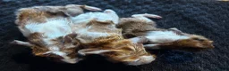Guinea Pig rodents for sale: Babies ready 2 reserve girls&boys  - Advert 30