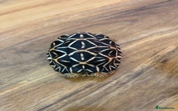 Tortoise reptiles for sale: Indian Star Tortoises - Image 13