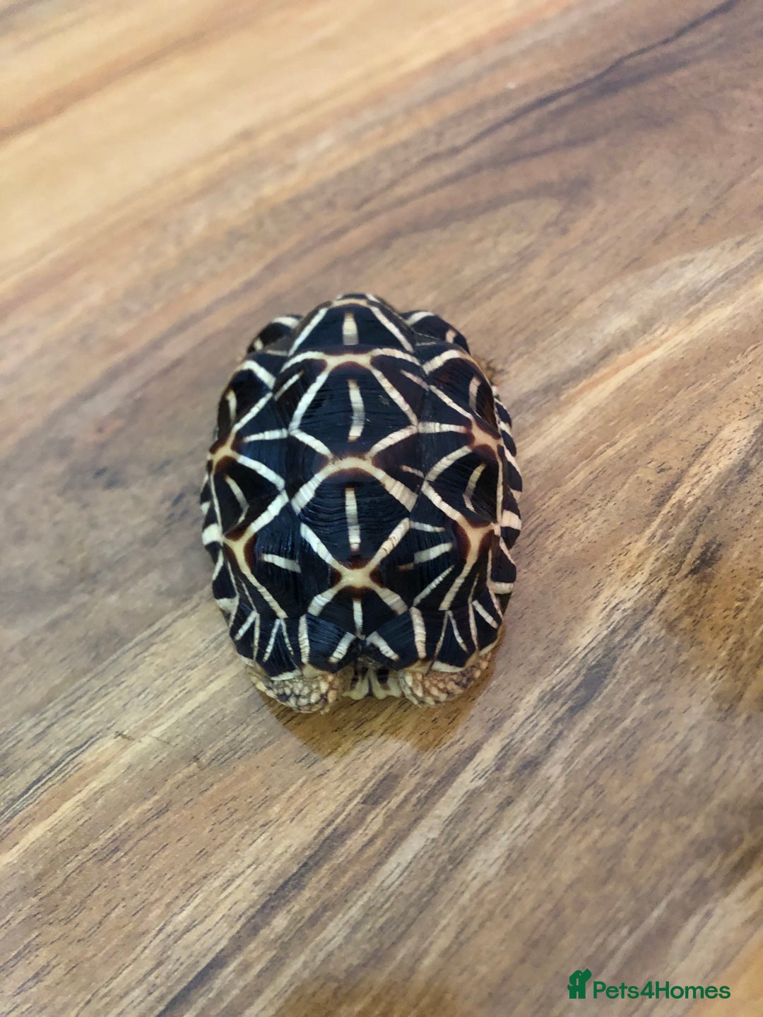 Tortoise reptiles for sale: Indian Star Tortoises - Image 13