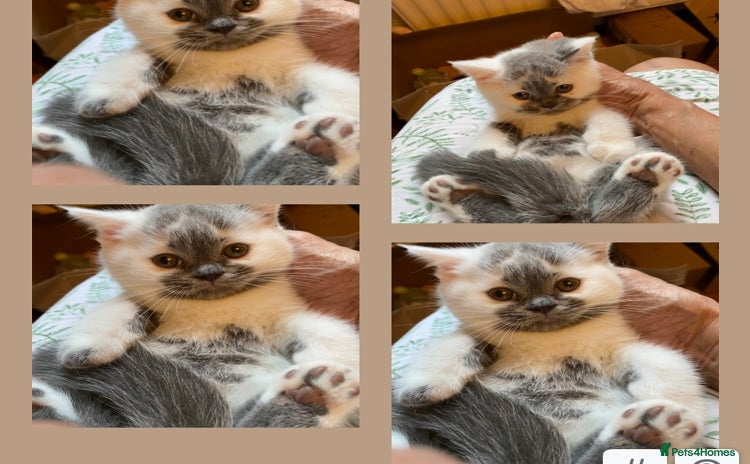 British Shorthair cats - Advert 1