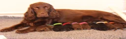 Field Spaniel dogs for sale: Field Spaniel Puppies Available in Watford - Advert 5