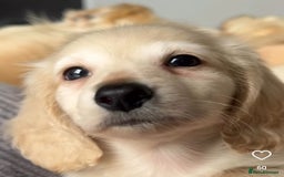 Miniature Dachshund dogs for sale: READY NOW STUNNING KC CREAM MINI DACHSHUNDS  - Image 19