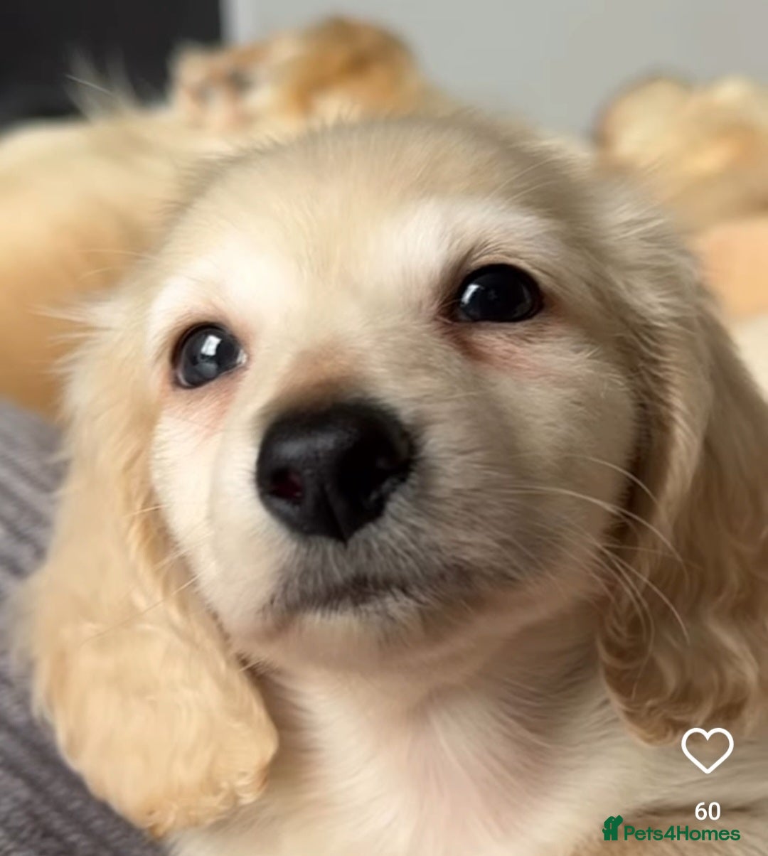 Miniature Dachshund dogs for sale: READY NOW STUNNING KC CREAM MINI DACHSHUNDS  - Image 19
