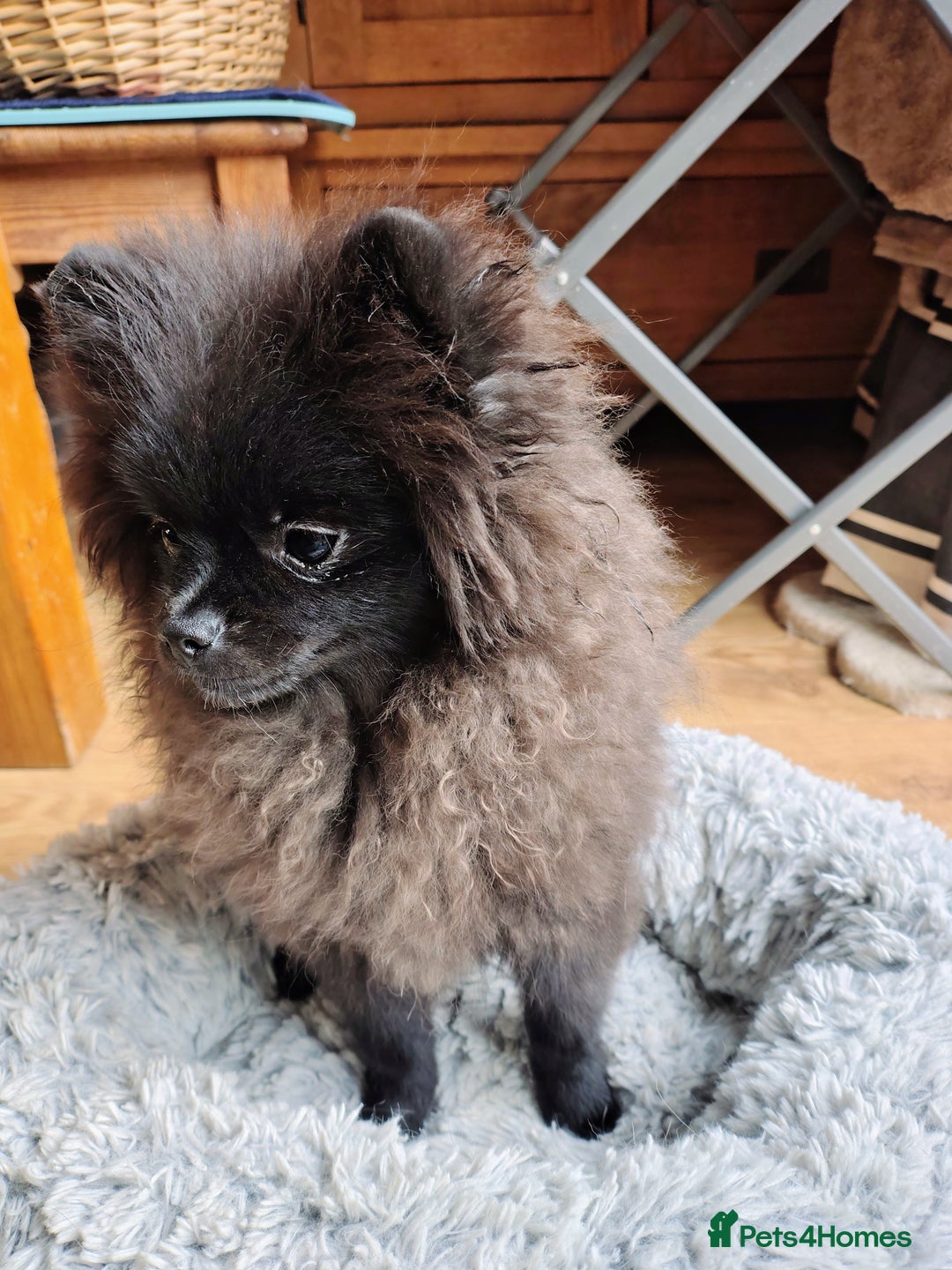 Pomeranian dogs for sale: Pom puppys with Kc reg , pedigree for sale - Image 19