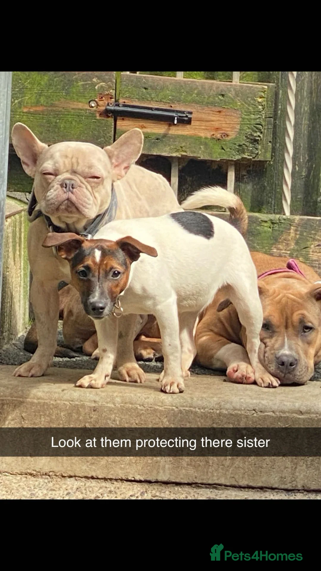 French Bulldog dogs for sale: Male merl French bulldog  in Plymouth - Advert 1