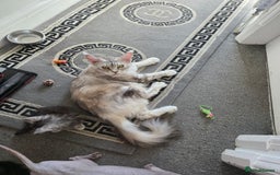 Maine Coon cats for sale: STUNNING MAINE COON KITTENS  - Image 15