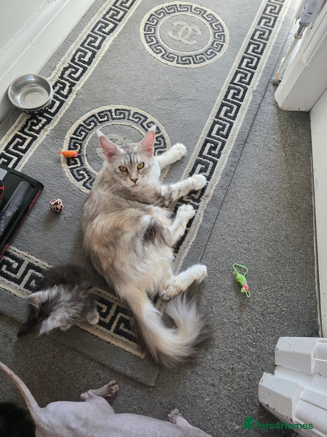 Maine Coon cats for sale: STUNNING MAINE COON KITTENS  - Image 15