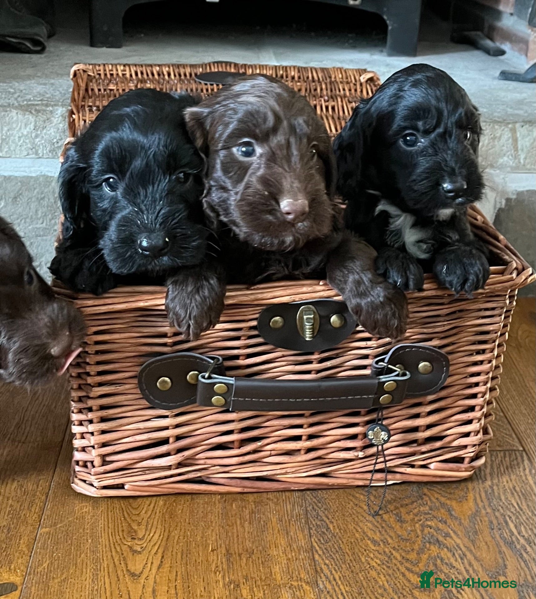 Cockapoo dogs 7 beautiful F1 Cockapoo puppies, brown and black.  - Advert 1