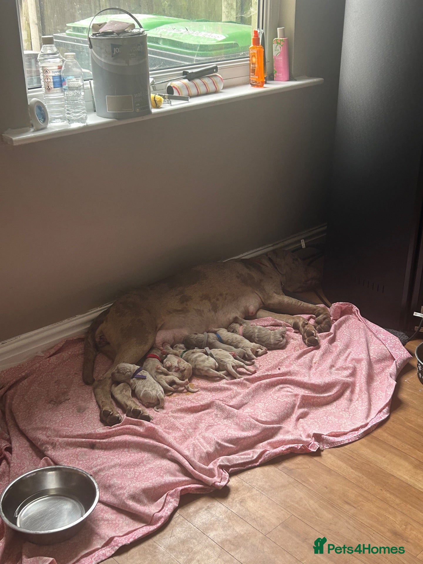Mixed Breed dogs Cane corso X Neo puppies 4 boys 4 girls  - Advert 1