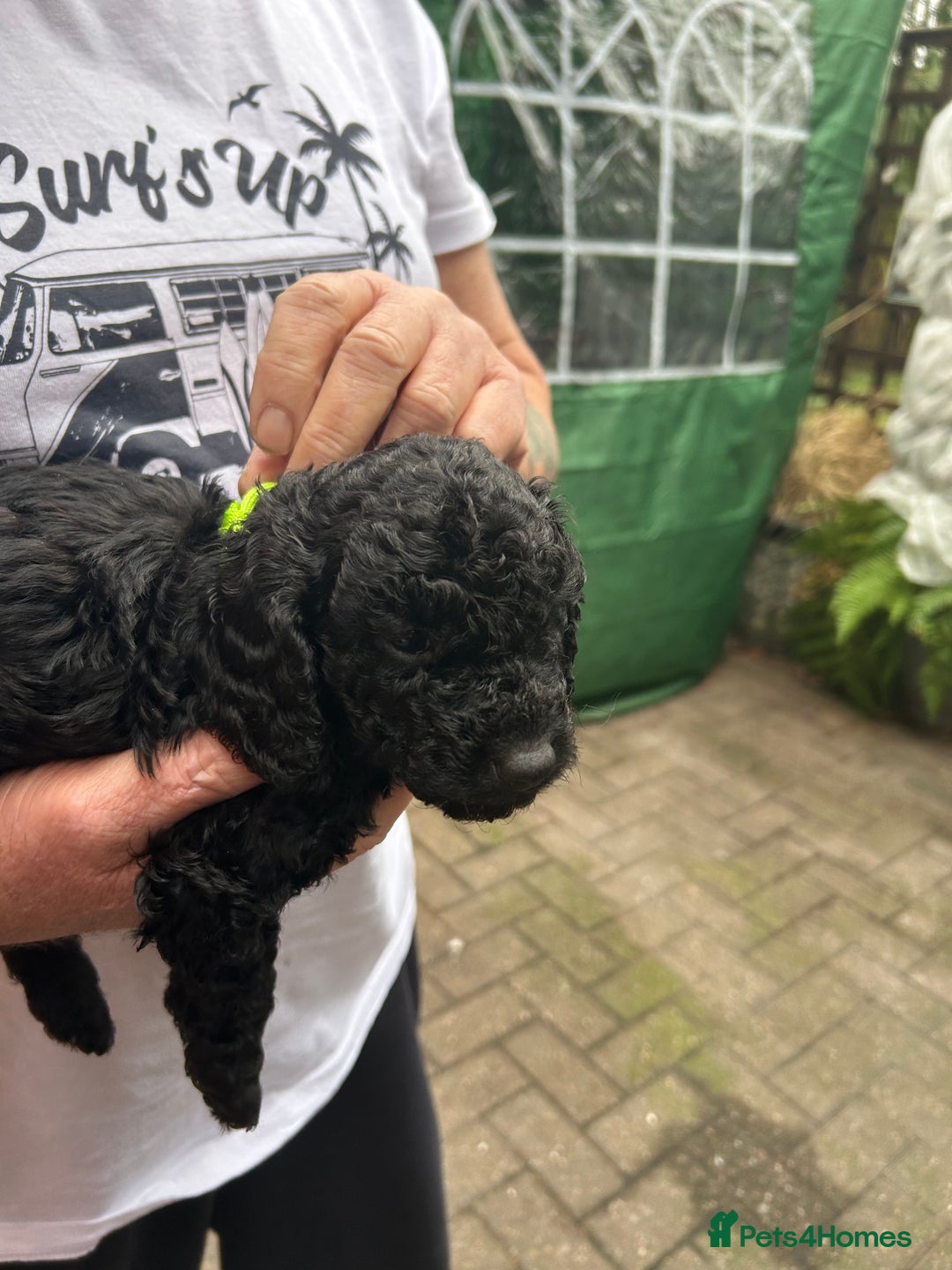 Cockapoo dogs for sale: F1B cockapoo puppies  - Advert 5