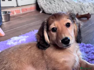 Miniature Dachshund dogs Minature dachshunds long haired ONE boy left - Advert 12