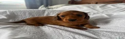 Miniature Dachshund dogs for sale: Outstanding litter of miniature sausage dogs  - Advert 11