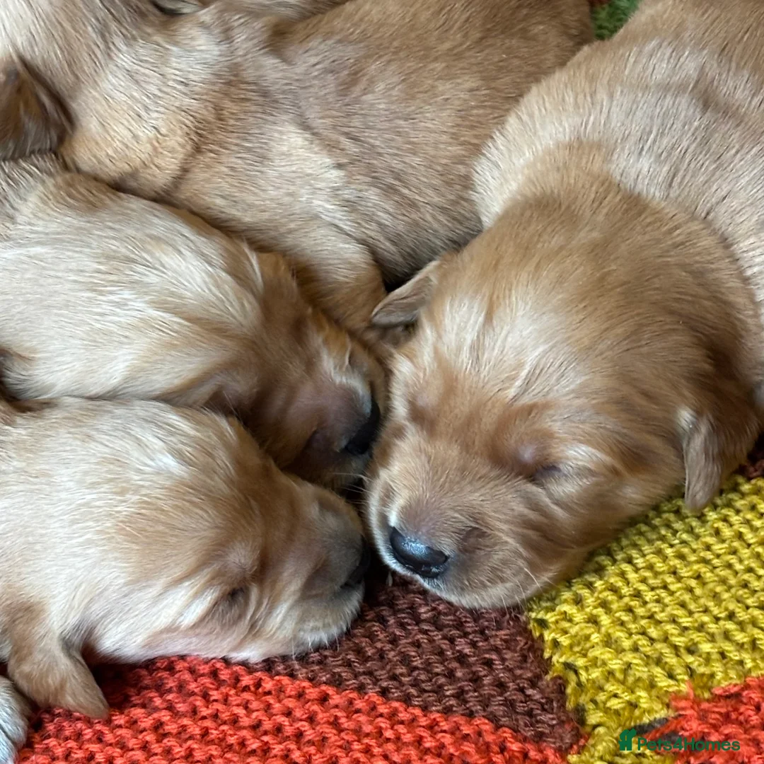 Golden Retriever dogs for sale: FOX RED PUPPIES Golden Retriever KC REG - Advert 23