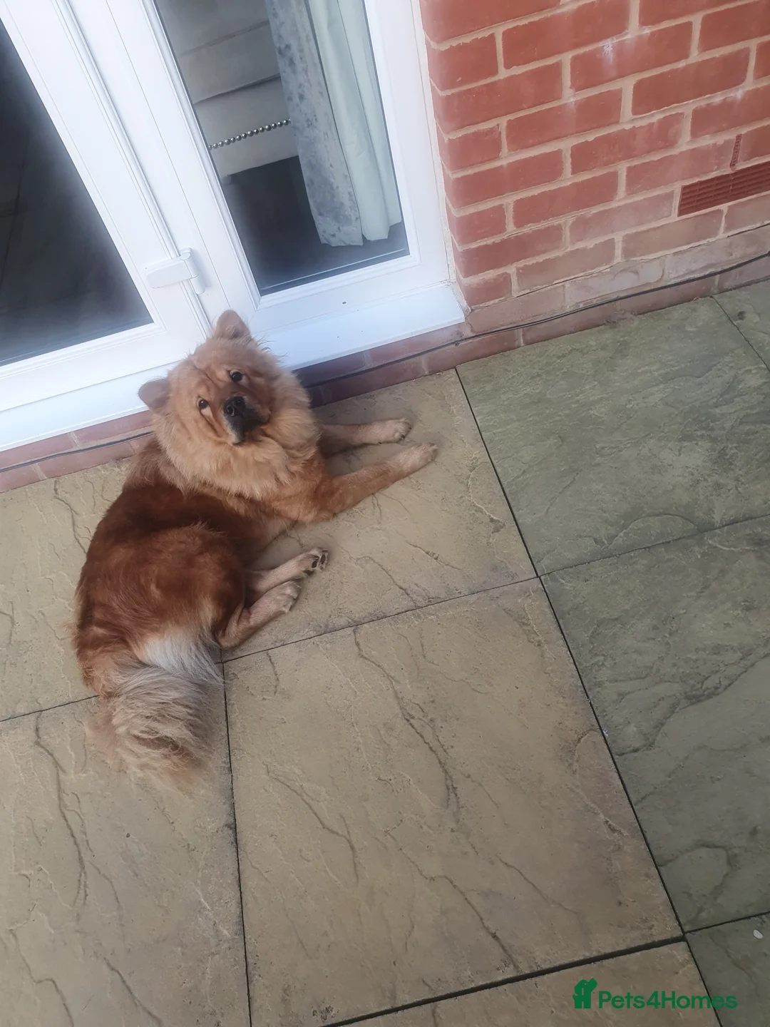 Chow Chow dogs for sale: Chow chow Luna - Advert 3