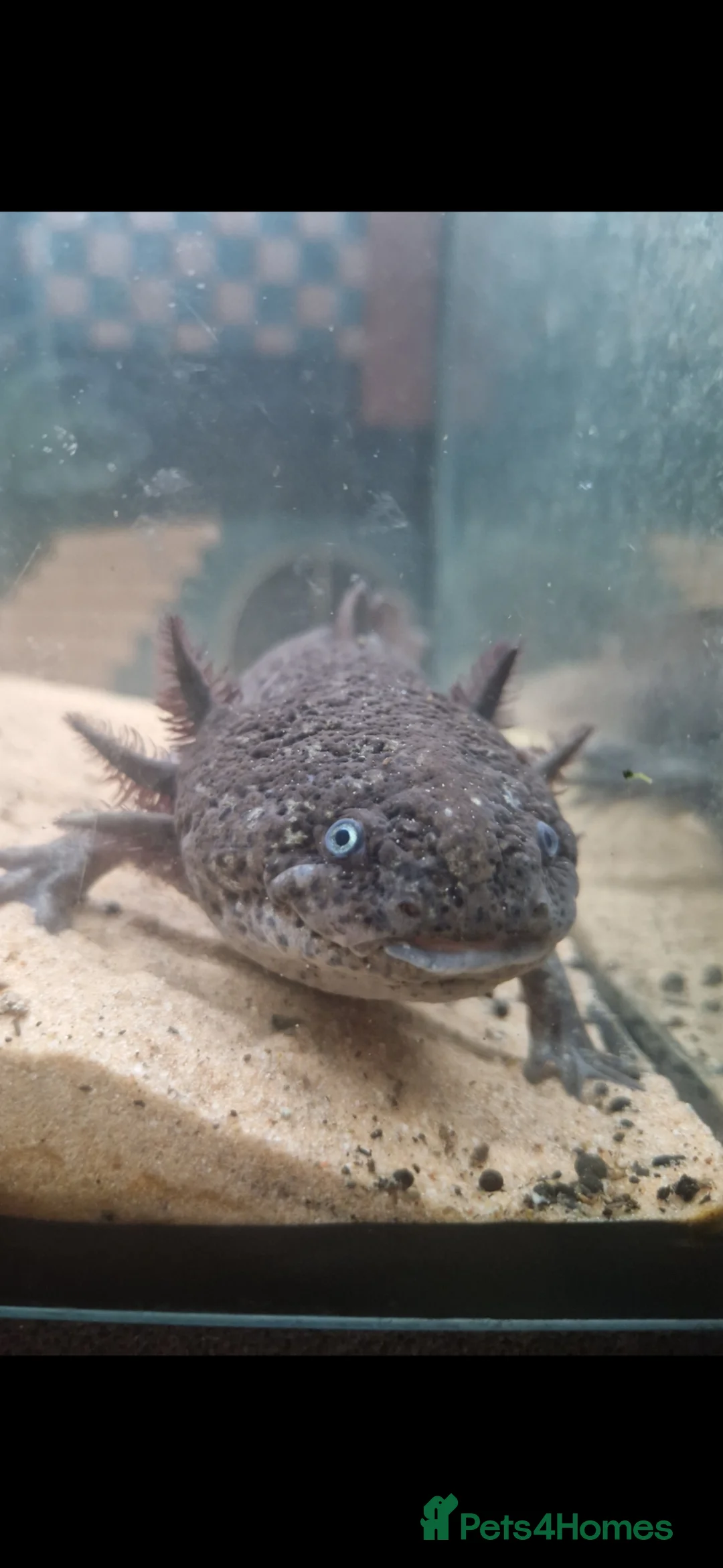 Axolotl reptiles for sale: 2 axolotls full set up - Advert 6