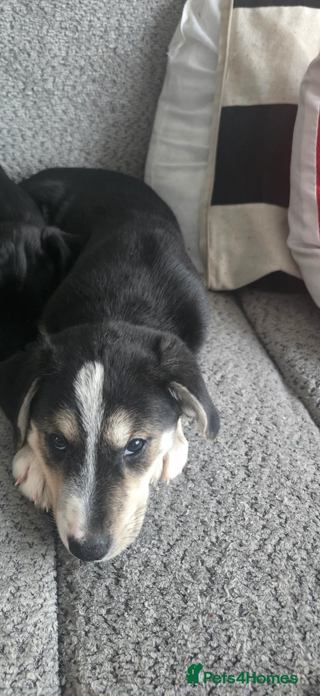 Mixed Breed dogs for sale:  Last puppy looking for his forever home ;)   - Advert 31