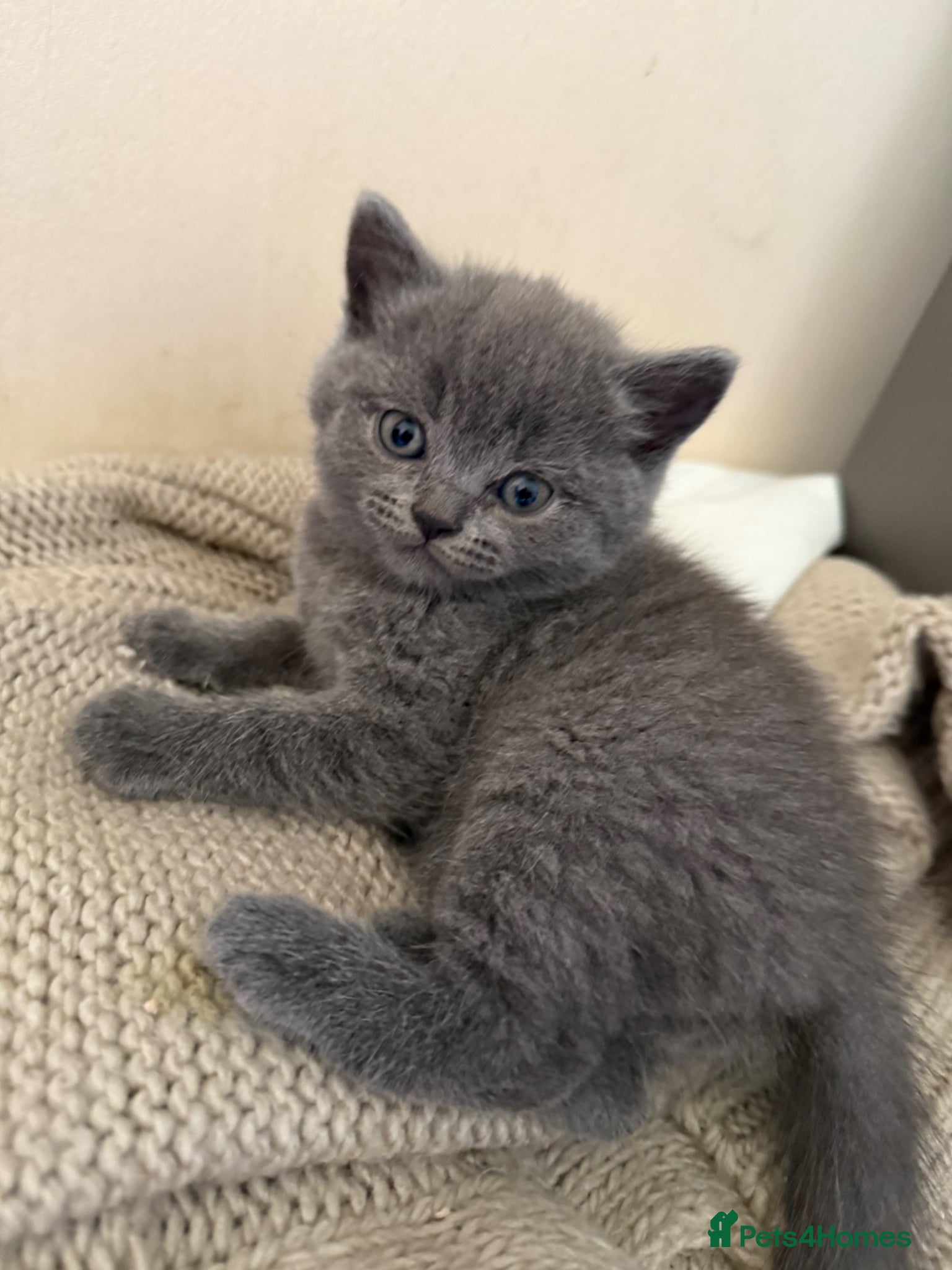 Scottish Fold cats Scottish fold blue point kittens ready for reserva - Advert 12