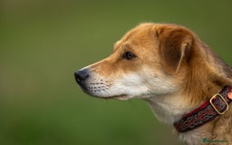 Japanese Shiba Inu dogs for adoption: Kyoto, 1 yr old female Shiba Inu X for adoption - Image 2