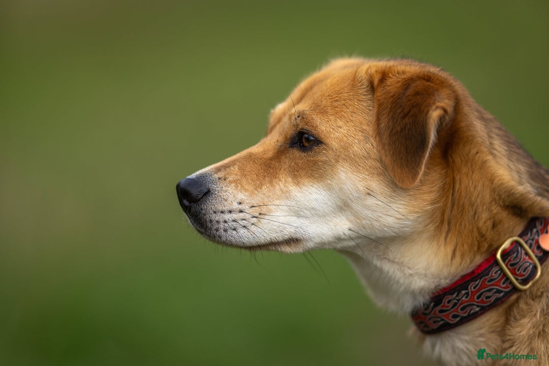 Japanese Shiba Inu dogs for adoption: Kyoto, 1 yr old female Shiba Inu X for adoption - Image 2