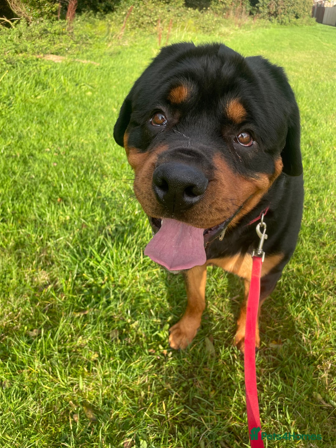 Rottweiler dogs for stud: Rottweiler - Image 6