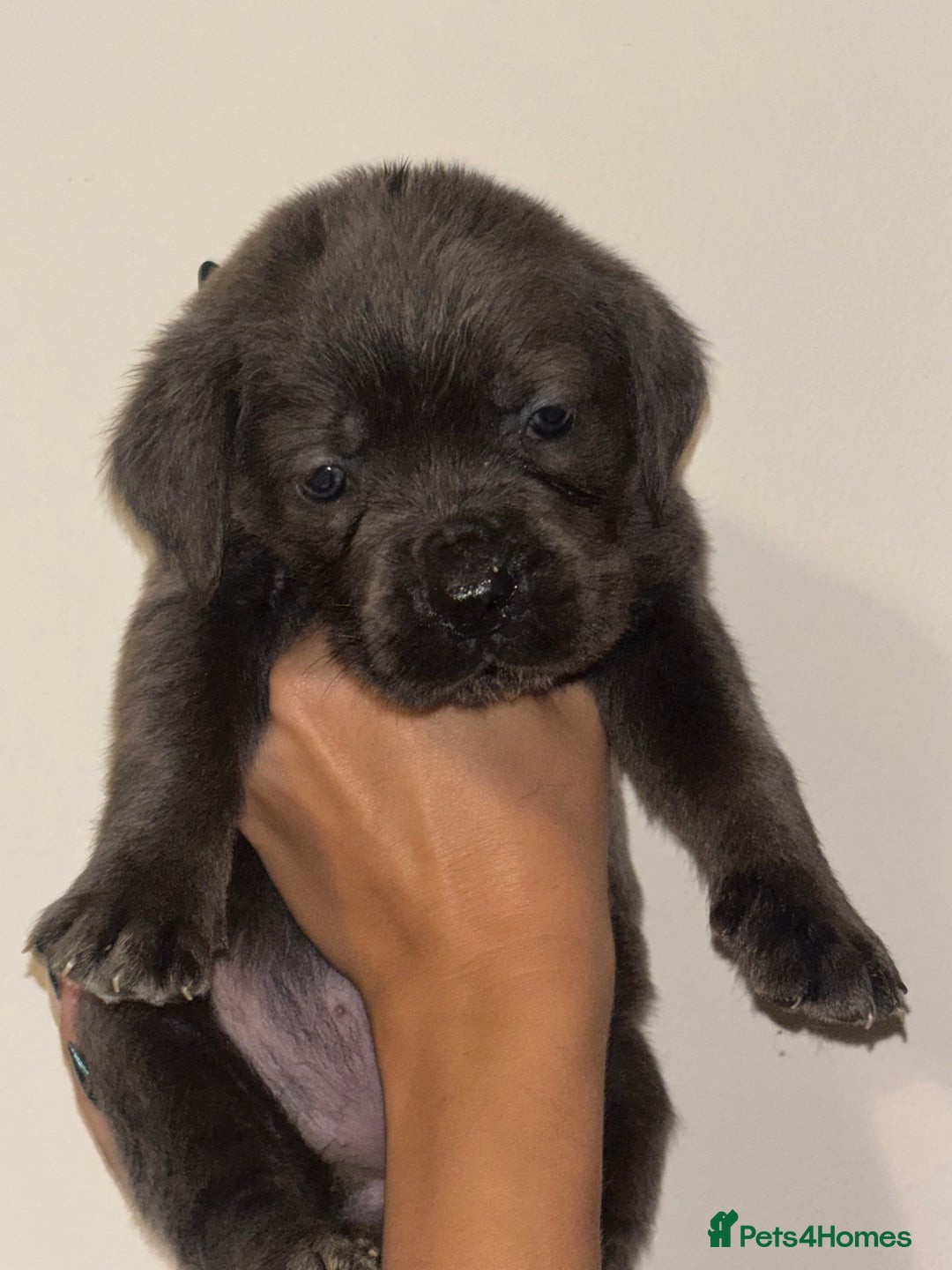 Cane Corso dogs for sale: Cane Corso Puppies **5 Male 2Female Left** - Advert 5