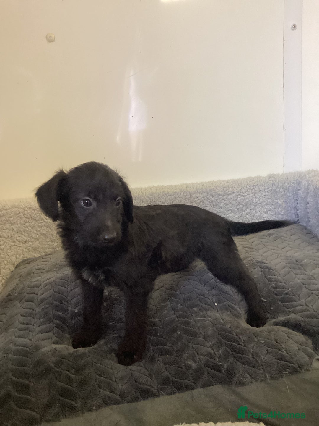 Mixed Breed dogs for sale: Whippet x bedlington - Image 14