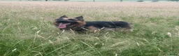 German Shepherd dogs for sale: Foster Home Desperately Needed in Horsham - Advert 3