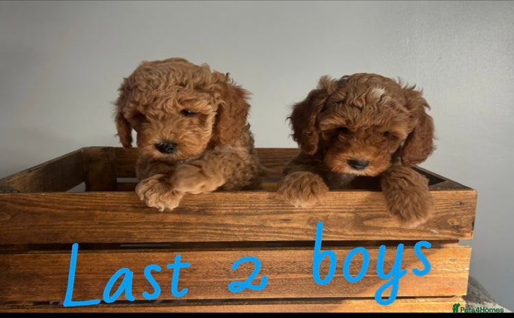 Poochon dogs - Advert 4