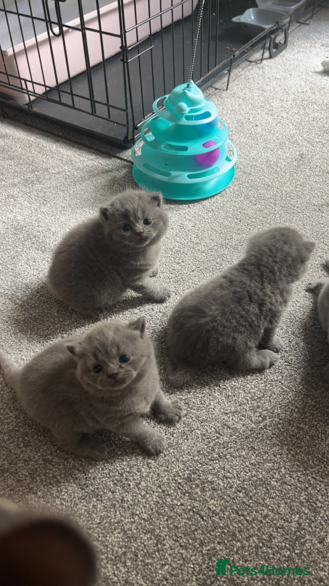 British Shorthair cats for sale: British shorthair kittens  - Image 1