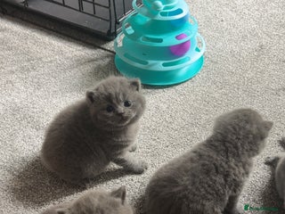 British Shorthair cats - Advert 1