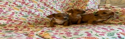 Mixed Breed dogs for sale: Miniature jack russel X Miniature dachshund  - Advert 6