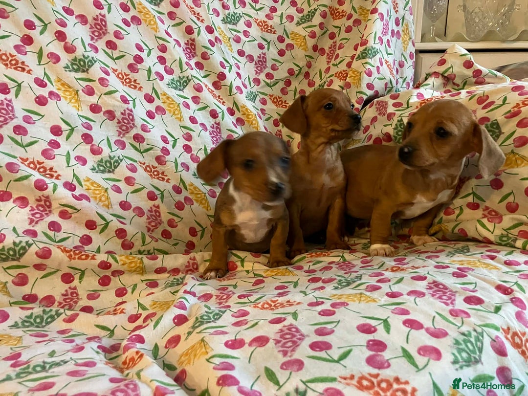 Mixed Breed dogs for sale: Miniature jack russel X Miniature dachshund  - Advert 6