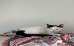 Domestic Shorthair cats for sale: 🐾 Kittens for Sale – White & Tabby 🐾 - Image 10