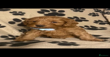 Cavapoochon dogs - Advert 7